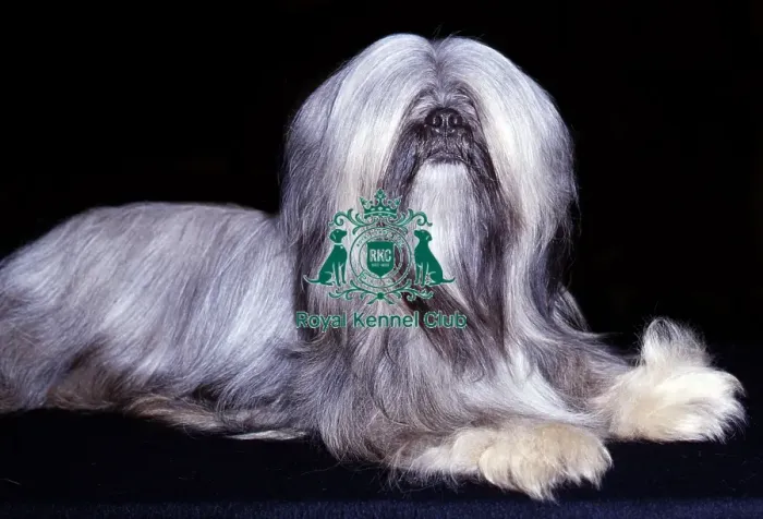 Framed Print : Lhasa Apso Framed Print : Lhasa Apso