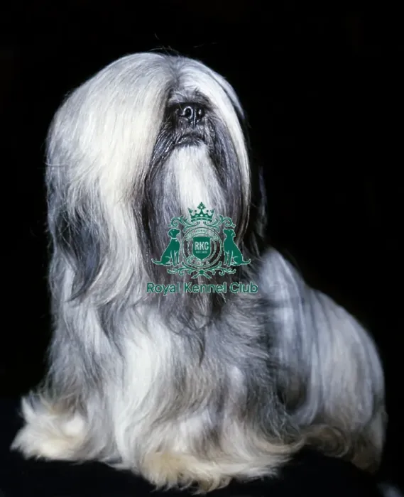 Framed Print : Lhasa Apso Framed Print : Lhasa Apso