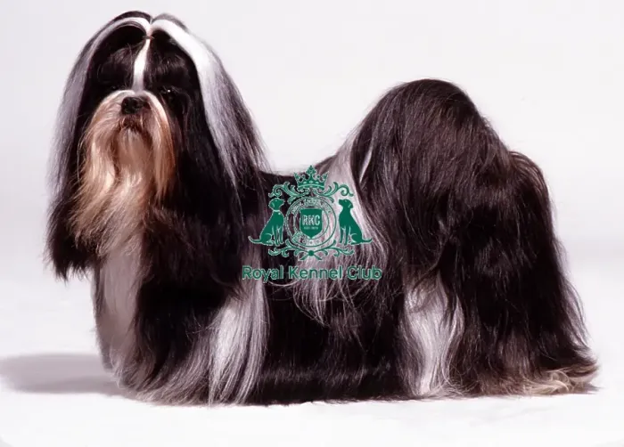 Framed Print : Lhasa Apso Framed Print : Lhasa Apso