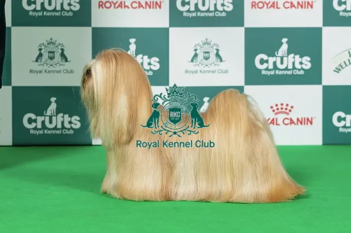 Framed Print : Lhasa Apso Best of Breed Crufts 2026 Framed Print : Lhasa Apso Best of Breed Crufts 2026