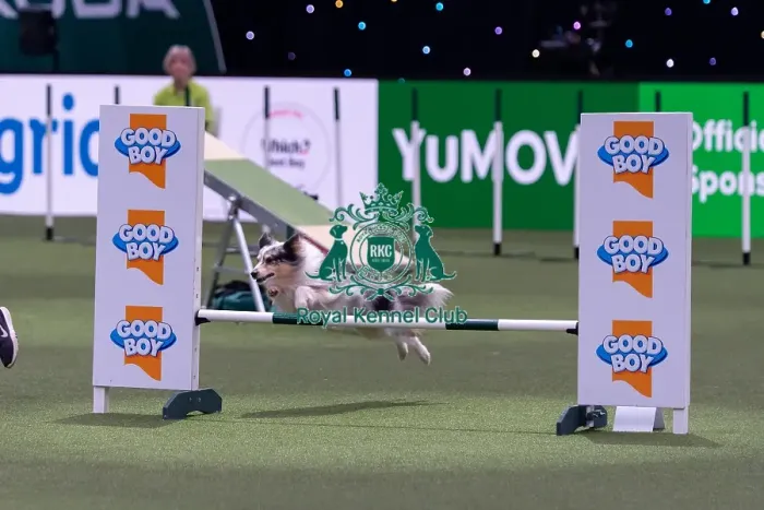 Framed Print : Lily Dakin with Scout, Competing in the Medium Championship Agility Final