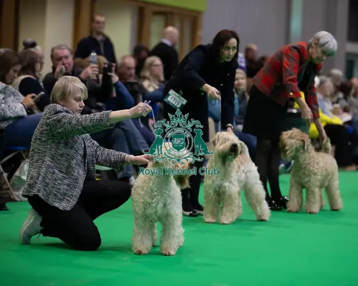 Framed Print : Line up during the judging in the Soft Coated Wheaten Terrier group Framed Print : Line up during the judging in the Soft Coated Wheaten Terrier group