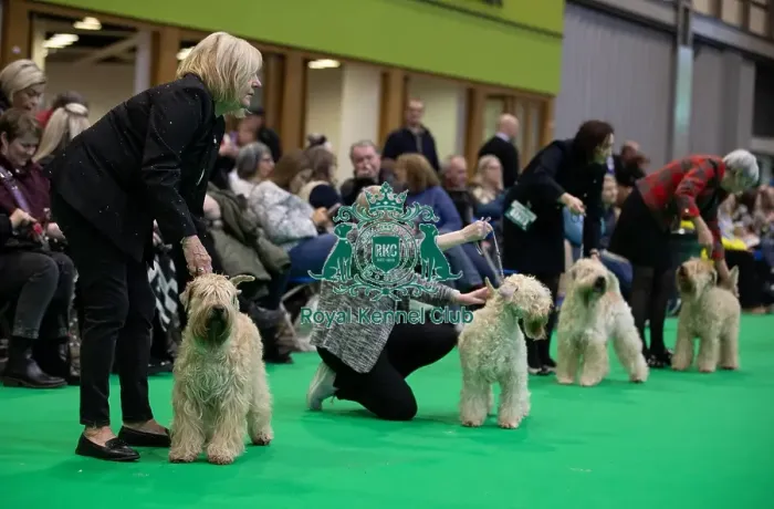 Framed Print : Line up during the judging in the Soft Coated Wheaten Terrier group