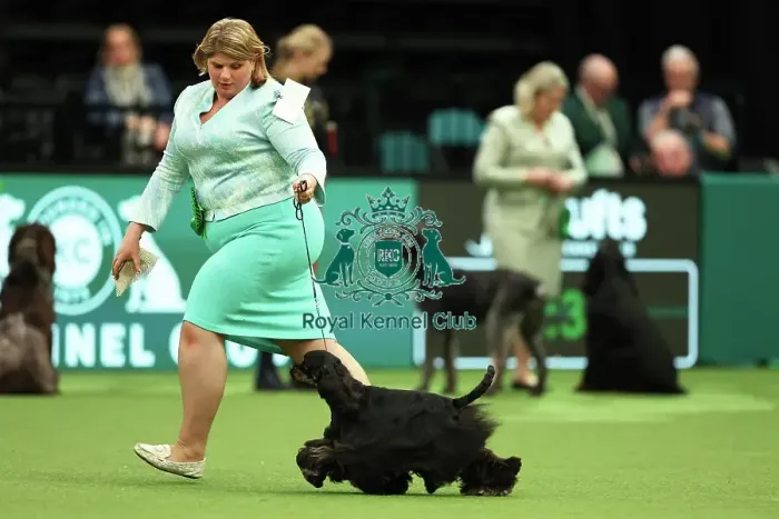 Framed Print : Lisa Nelson from Lancashire with Felicia, an American Cocker Spaniel, which was the Best of Breed winner today (Thursday 09. 03. 23), the first day of Crufts 2023, at the NEC Birmingham Framed Print : Lisa Nelson from Lancashire with Felicia, an American Cocker Spaniel, which was the Best of Breed winner today (Thursday 09. 03. 23), the first day of Crufts 2023, at the NEC Birmingham