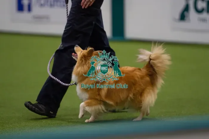 Framed Print : Lisa Sergiew and Saffron competing in Obedience, Crufts 2025 Framed Print : Lisa Sergiew and Saffron competing in Obedience, Crufts 2025