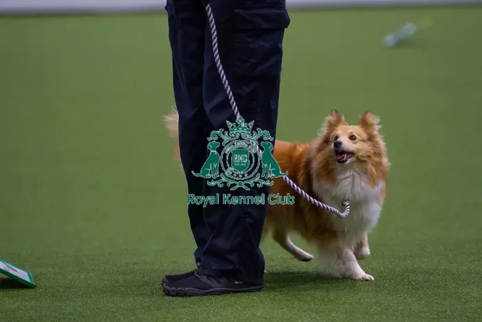 Framed Print : Lisa Sergiew and Saffron competing in Obedience, Crufts 2025 Framed Print : Lisa Sergiew and Saffron competing in Obedience, Crufts 2025