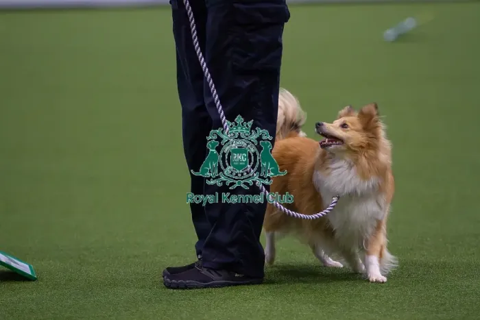 Framed Print : Lisa Sergiew and Saffron competing in Obedience, Crufts 2025 Framed Print : Lisa Sergiew and Saffron competing in Obedience, Crufts 2025