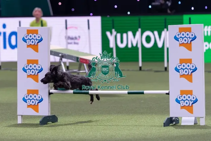 Framed Print : Liz Carpenter with Maggie, Competing in the Medium Championship Agility Final