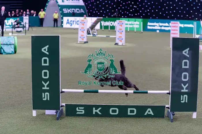 Framed Print : Liz Carpenter with Maggie, Competing in the Medium Championship Agility Final