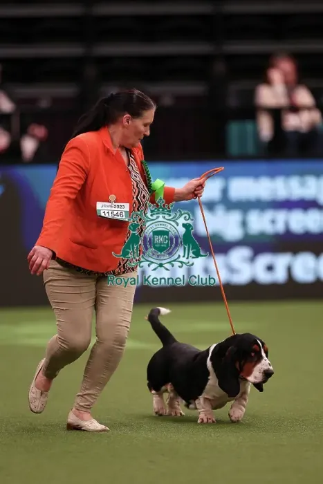 Framed Print : Liz Cudlip from County Durham with Bruce, a Basset Hound, which was the Best of Breed winner today (Saturday 11. 03. 23), the third day of Crufts 2023, at the NEC Birmingham. Liz Cudlip from County Durham with Bruce, a Basset Hound Framed Print : Liz Cudlip from County Durham with Bruce, a Basset Hound, which was the Best of Breed winner today (Saturday 11. 03. 23), the third day of Crufts 2023, at the NEC Birmingham. Liz Cudlip from County Durham with Bruce, a Basset Hound
