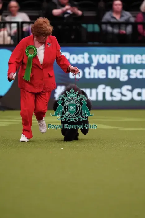 Framed Print : Liz Holmes-Loak from Bradford, with Lewis, a Poodle (Miniature), which was the Best of Breed winner today (Sunday 12. 03. 23), the last day of Crufts 2023, at the NEC Birmingham