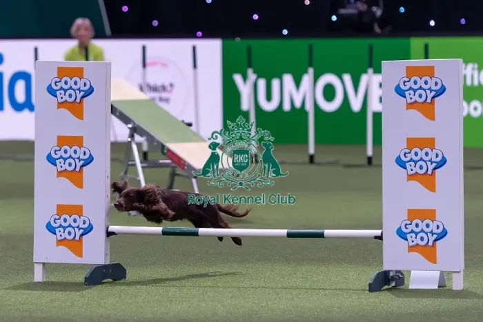 Framed Print : Liz Naylor with Skye, Competing in the Small Championship Agility Final