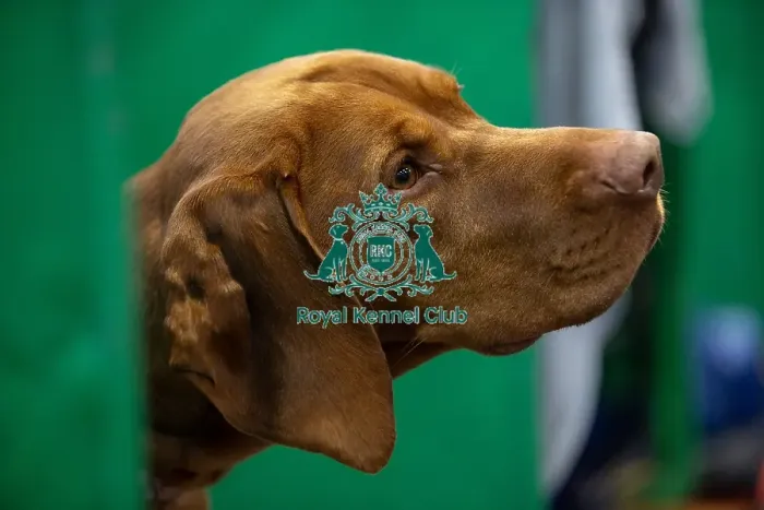 Framed Print : Louie, a Hungarian Vizsla who was competing today (Saturday 08 / 03 / 25)
