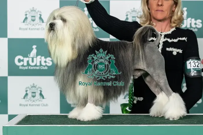 Framed Print : Lowchen (Little Lion Dog) Best of Breed Crufts 2026 Framed Print : Lowchen (Little Lion Dog) Best of Breed Crufts 2026