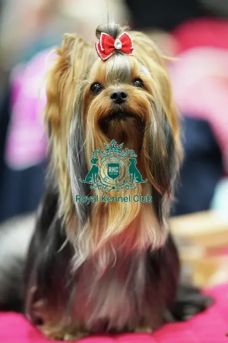 Framed Print : Lucie Fialova from Czech Republic with Cirilla, a Yorkshire Terrier, (Sunday 12. 03. 23), the last day of Crufts 2023, at the NEC Birmingham