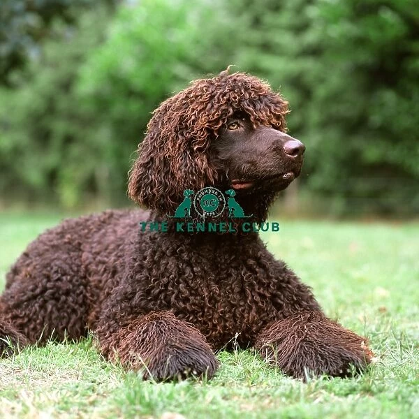 lying, brown, water, spaniel, outside, grass, curley