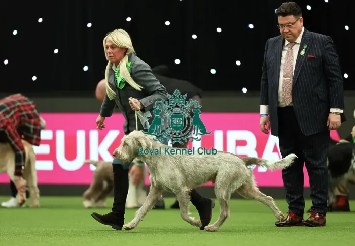 Framed Print : Lynda Adams, from Warwick with Jakob, a Slovakian Rough Haired Pointer, which was the Best of Breed winner today (Thursday 09. 03. 23), the first day of Crufts 2023, at the NEC Birmingham Framed Print : Lynda Adams, from Warwick with Jakob, a Slovakian Rough Haired Pointer, which was the Best of Breed winner today (Thursday 09. 03. 23), the first day of Crufts 2023, at the NEC Birmingham