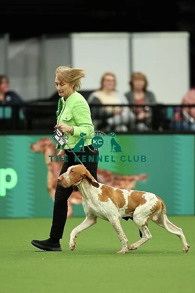 Lynne Bowley from Elgin with Cooper, a Bracco Italiano, which was the Best of Breed winner today (Thursday 09. 03. 23), the first day of Crufts 2023, at the NEC Birmingham