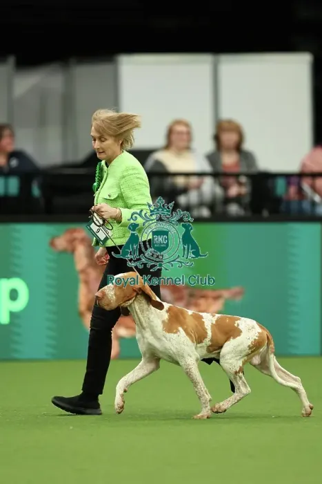 Framed Print : Lynne Bowley from Elgin with Cooper, a Bracco Italiano, which was the Best of Breed winner today (Thursday 09. 03. 23), the first day of Crufts 2023, at the NEC Birmingham Framed Print : Lynne Bowley from Elgin with Cooper, a Bracco Italiano, which was the Best of Breed winner today (Thursday 09. 03. 23), the first day of Crufts 2023, at the NEC Birmingham