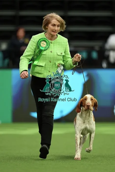Framed Print : Lynne Bowley from Elgin with Cooper, a Bracco Italiano, which was the Best of Breed winner today (Thursday 09. 03. 23), the first day of Crufts 2023, at the NEC Birmingham Framed Print : Lynne Bowley from Elgin with Cooper, a Bracco Italiano, which was the Best of Breed winner today (Thursday 09. 03. 23), the first day of Crufts 2023, at the NEC Birmingham