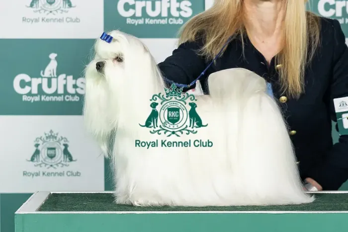 Framed Print : Maltese Best of Breed Crufts 2026 Framed Print : Maltese Best of Breed Crufts 2026