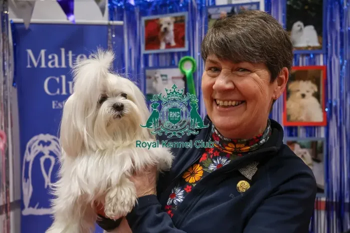 Framed Print : Maltese with owner at Discover Dogs Framed Print : Maltese with owner at Discover Dogs