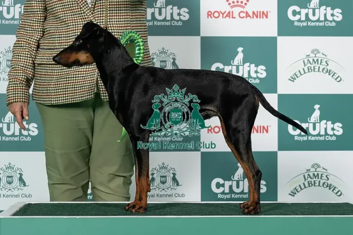 Framed Print : Manchester Terrier Best of Breed Crufts 2026 Framed Print : Manchester Terrier Best of Breed Crufts 2026