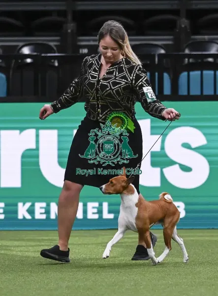Martyna Domin with Best of Breed winner Ciastek at Crufts 2025