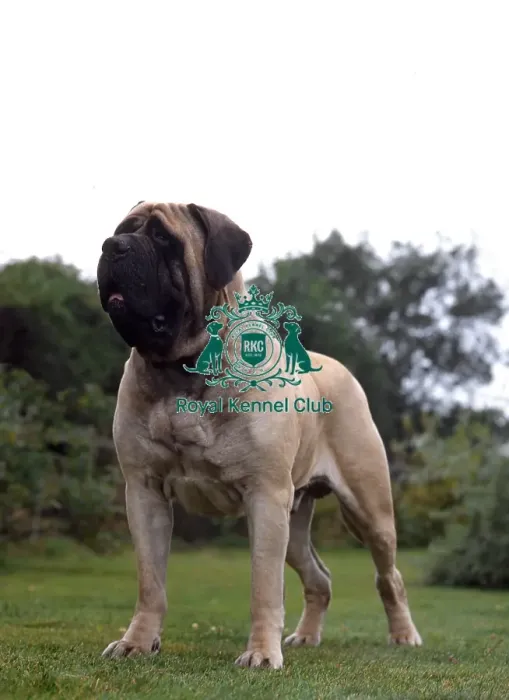 Framed Print : Mastiff