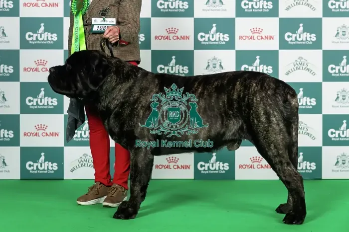 Framed Print : Mastiff Best of Breed Crufts 2026 Framed Print : Mastiff Best of Breed Crufts 2026
