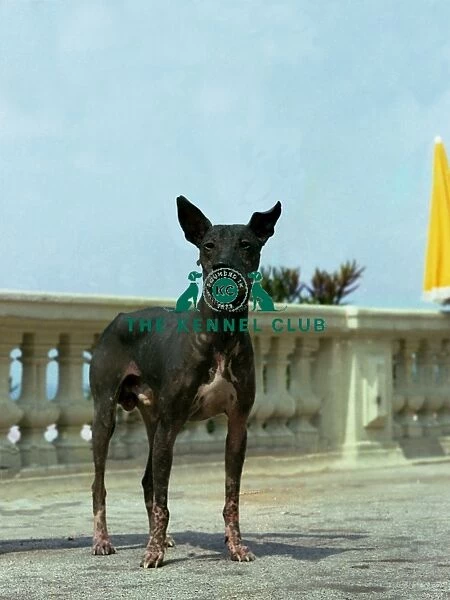 Mexican Hairless (Standard)
