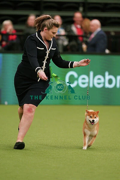 Michaella Dunhill-Hall and Liz Dunhill from Clumber Park, with Yang, a Japanese Shiba Inu, which was the Best of Breed winner today (Sunday 12. 03. 23), the last day of Crufts 2023, at the NEC Birmingham