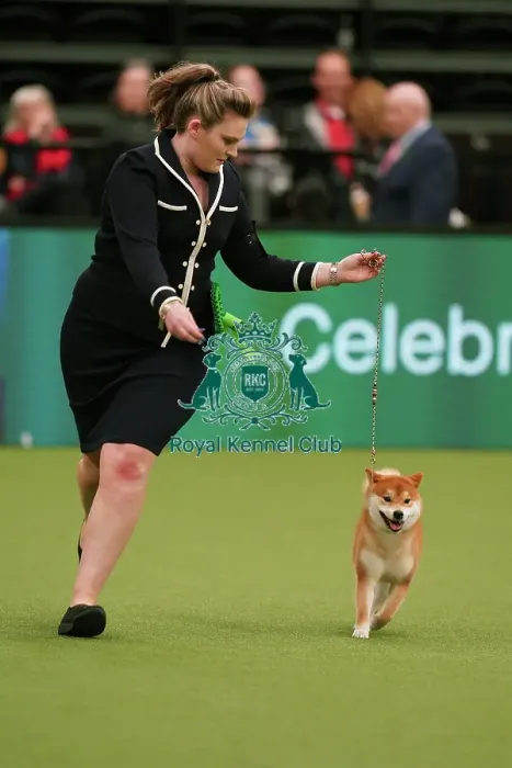 Framed Print : Michaella Dunhill-Hall and Liz Dunhill from Clumber Park, with Yang, a Japanese Shiba Inu, which was the Best of Breed winner today (Sunday 12. 03. 23), the last day of Crufts 2023, at the NEC Birmingham Framed Print : Michaella Dunhill-Hall and Liz Dunhill from Clumber Park, with Yang, a Japanese Shiba Inu, which was the Best of Breed winner today (Sunday 12. 03. 23), the last day of Crufts 2023, at the NEC Birmingham