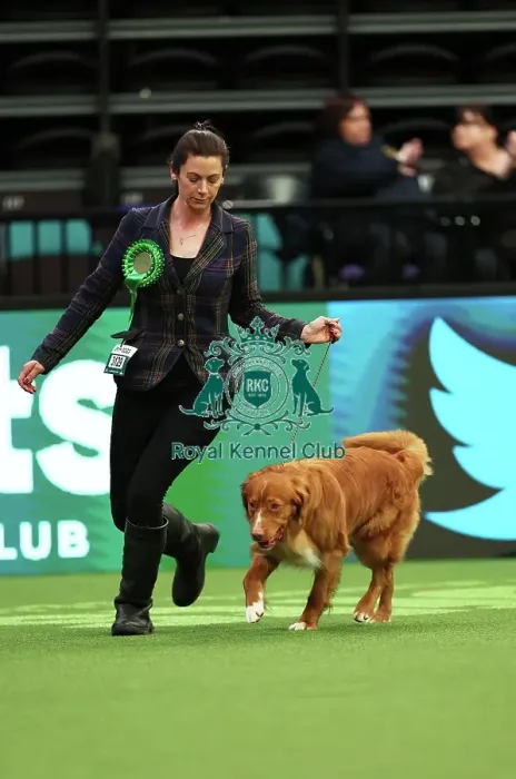 Framed Print : Michelle Elkin from Rickmansworth with Quentin, a Nova Scotia Duck Tolling Retriever, which was the Best of Breed winner today (Thursday 09. 03. 23), the first day of Crufts 2023, at the NEC Birmingham Framed Print : Michelle Elkin from Rickmansworth with Quentin, a Nova Scotia Duck Tolling Retriever, which was the Best of Breed winner today (Thursday 09. 03. 23), the first day of Crufts 2023, at the NEC Birmingham