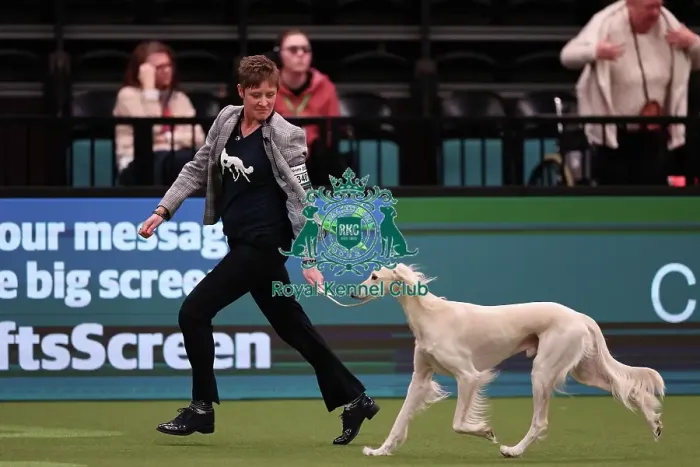 Framed Print : Michelle Ulyatt and Linda Aldous from Bexhill on Sea with Storm a Saluki, which was the Best of Breed winner today (Saturday 11. 03. 23), the third day of Crufts 2023, at the NEC Birmingham
