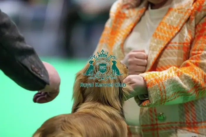 Framed Print : Miniature Long-haired dachshunds competing for the best of breed award at Crufts 2025 Framed Print : Miniature Long-haired dachshunds competing for the best of breed award at Crufts 2025