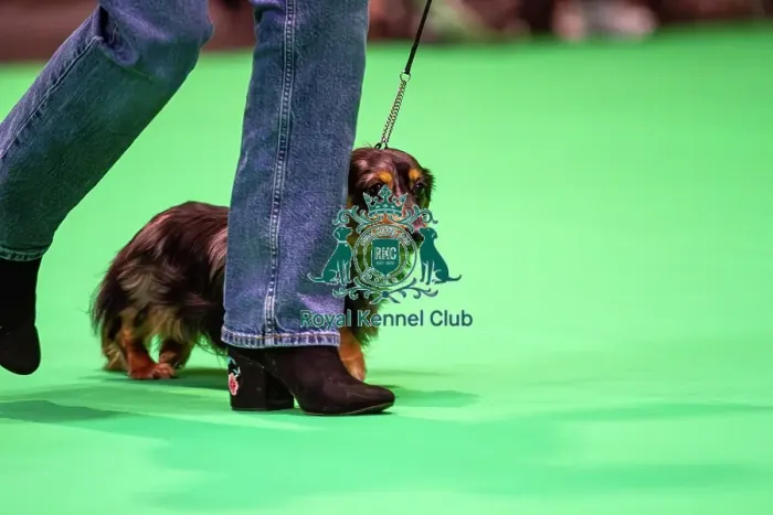 Framed Print : Miniature Long-haired dachshunds competing for the best of breed award at Crufts 2025 Framed Print : Miniature Long-haired dachshunds competing for the best of breed award at Crufts 2025
