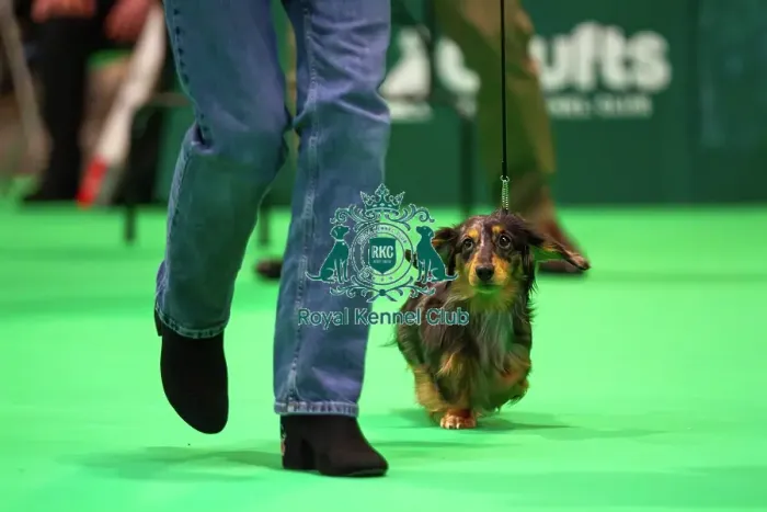 Framed Print : Miniature Long-haired dachshunds competing for the best of breed award at Crufts 2025 Framed Print : Miniature Long-haired dachshunds competing for the best of breed award at Crufts 2025