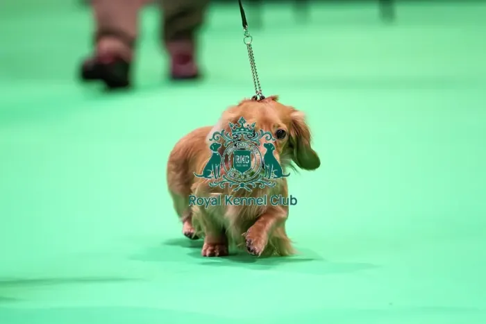 Framed Print : Miniature Long-haired dachshunds competing for the best of breed award at Crufts 2025 Framed Print : Miniature Long-haired dachshunds competing for the best of breed award at Crufts 2025
