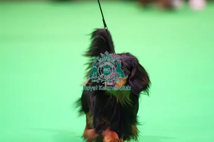 Framed Print : Miniature Long-haired dachshunds competing for the best of breed award at Crufts 2025 Framed Print : Miniature Long-haired dachshunds competing for the best of breed award at Crufts 2025