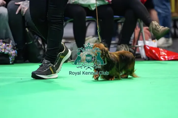 Framed Print : Miniature Long-haired dachshunds competing for the best of breed award at Crufts 2025 Framed Print : Miniature Long-haired dachshunds competing for the best of breed award at Crufts 2025