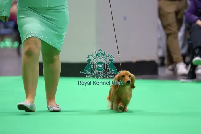Framed Print : Miniature Long-haired dachshunds competing for the best of breed award at Crufts 2025