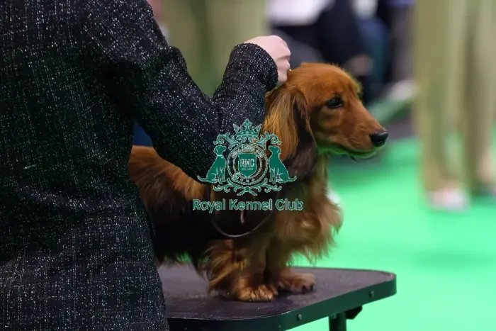Framed Print : Miniature Long-haired dachshunds competing for the best of breed award at Crufts 2025 Framed Print : Miniature Long-haired dachshunds competing for the best of breed award at Crufts 2025