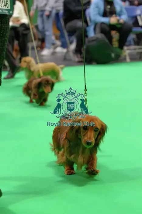 Framed Print : Miniature Long-haired dachshunds competing for the best of breed award at Crufts 2025