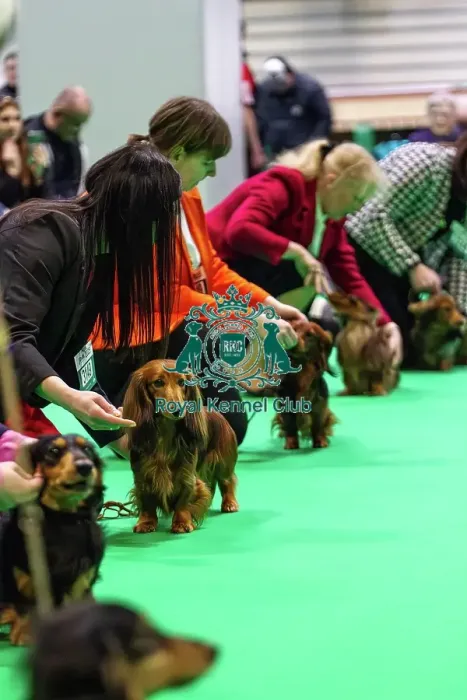 Framed Print : Miniature Long-haired dachshunds competing for the best of breed award at Crufts 2025 Framed Print : Miniature Long-haired dachshunds competing for the best of breed award at Crufts 2025
