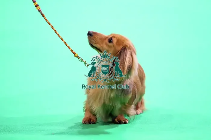 Framed Print : Miniature Long-haired dachshunds competing for the best of breed award at Crufts 2025 Framed Print : Miniature Long-haired dachshunds competing for the best of breed award at Crufts 2025