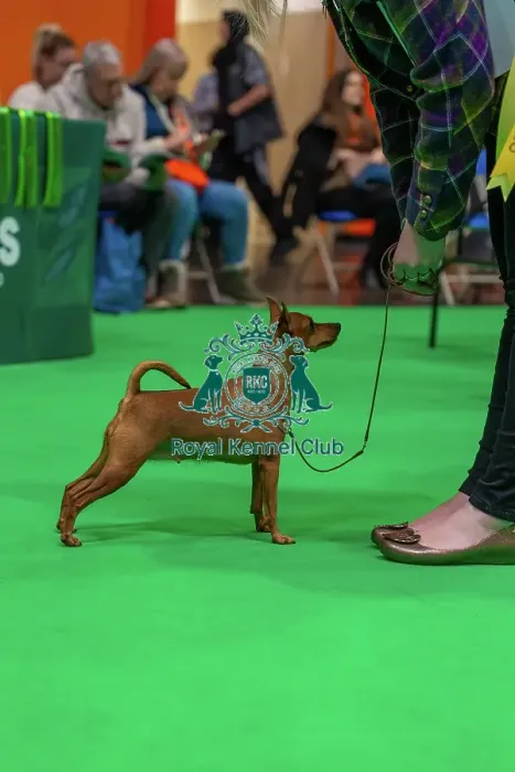 Framed Print : Miniature Pinscher Judging for Best in Breeds at Crufts 2026