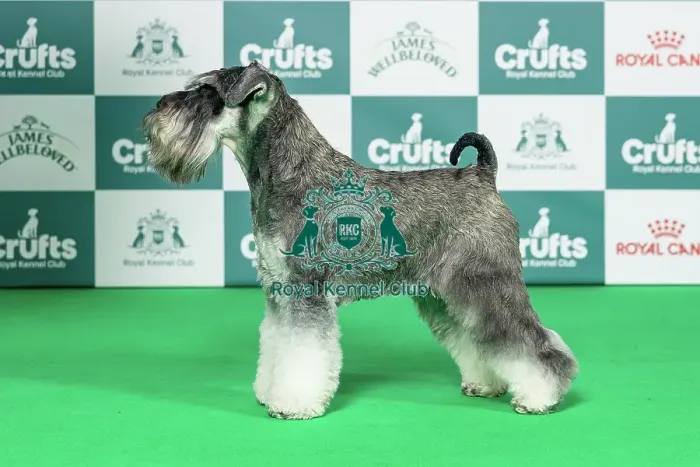 Framed Print : Miniature Schnauzer Best of Breed Crufts 2026 Framed Print : Miniature Schnauzer Best of Breed Crufts 2026