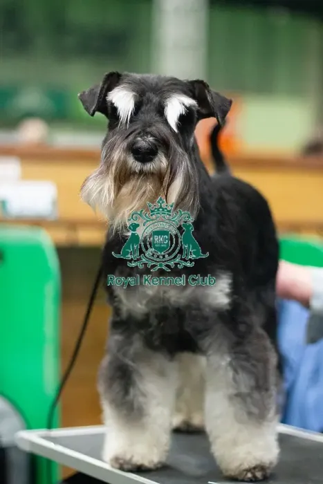 Framed Print : Miniature Schnauzer, Ruby, owner Susan Zeestraten, general crufts photography 2025 Framed Print : Miniature Schnauzer, Ruby, owner Susan Zeestraten, general crufts photography 2025