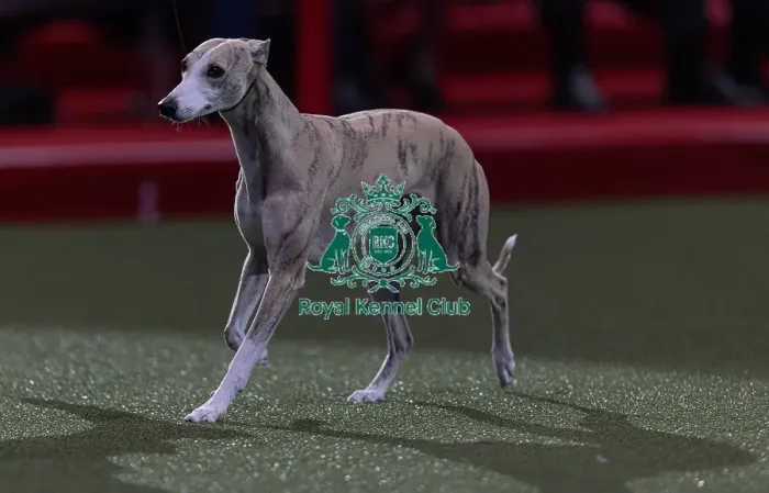 Framed Print : Miuccia, a Whippet, owned by Giovanni Liguori Framed Print : Miuccia, a Whippet, owned by Giovanni Liguori